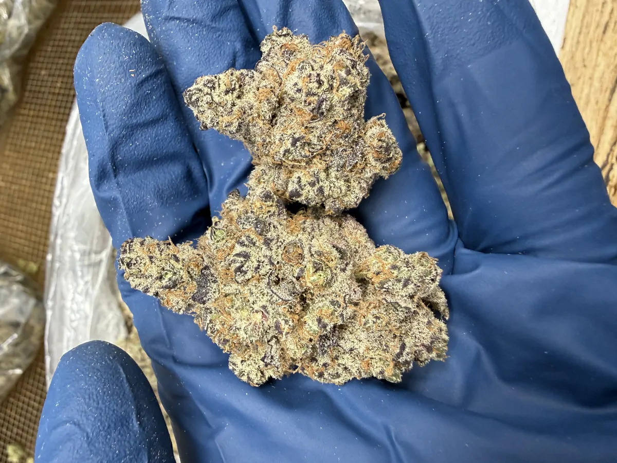 Purple Sticky Punch Flower